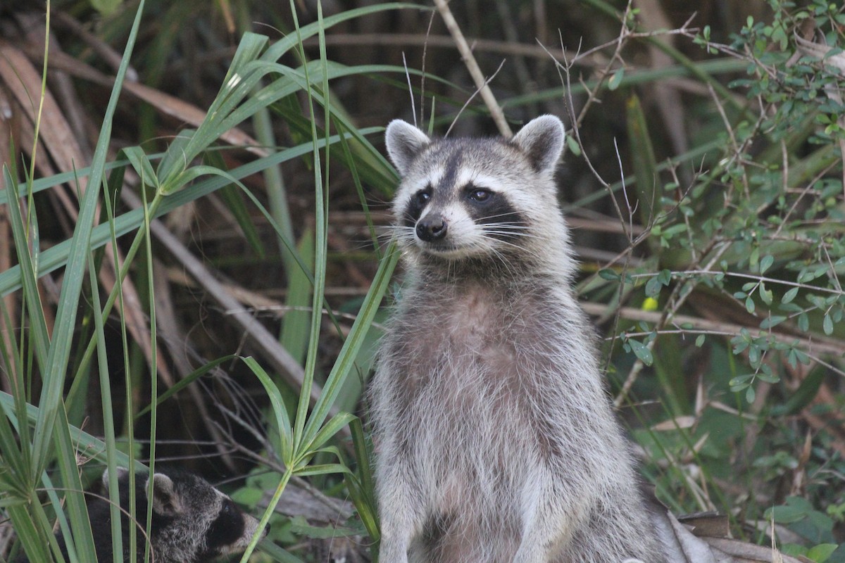 Florida Raccoon - ML644055493