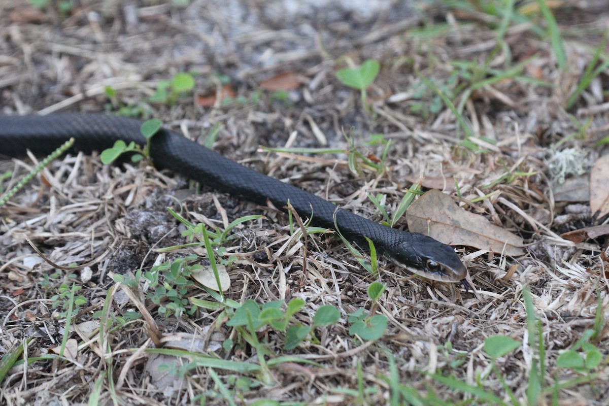 Southern Black Racer - ML644055494