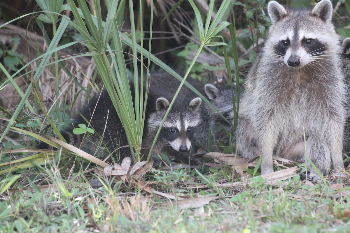 Florida Raccoon - ML644055495