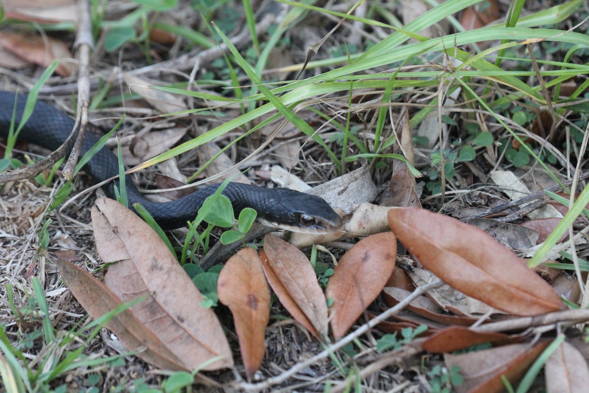 Southern Black Racer - ML644055496