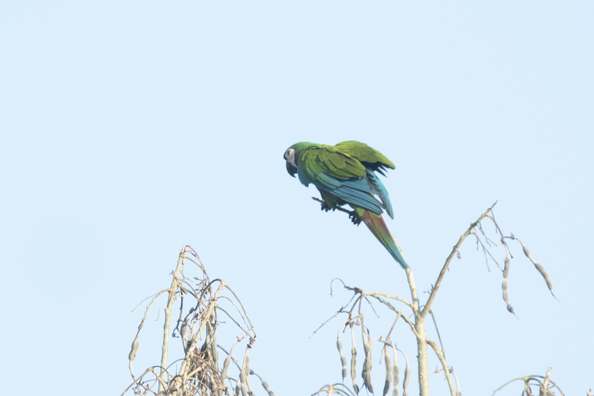 Ara vert - ML644055509