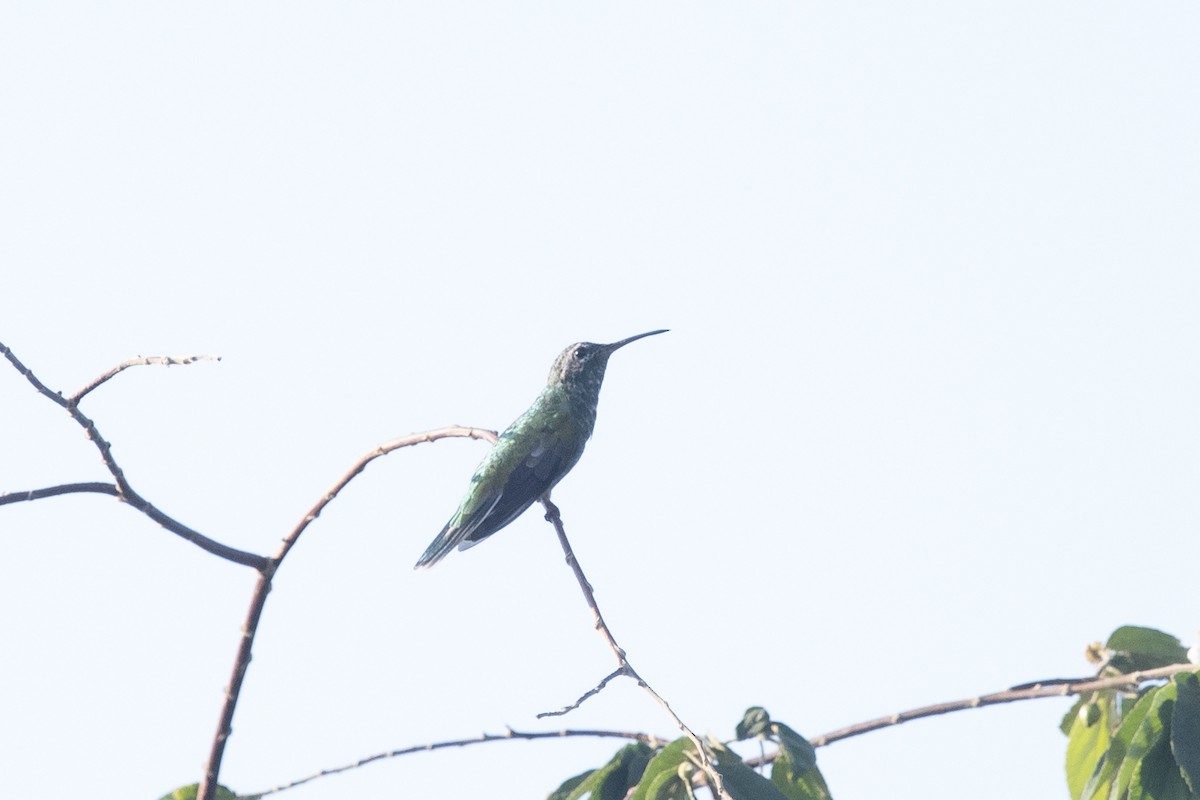 White-tailed Goldenthroat - ML644055523