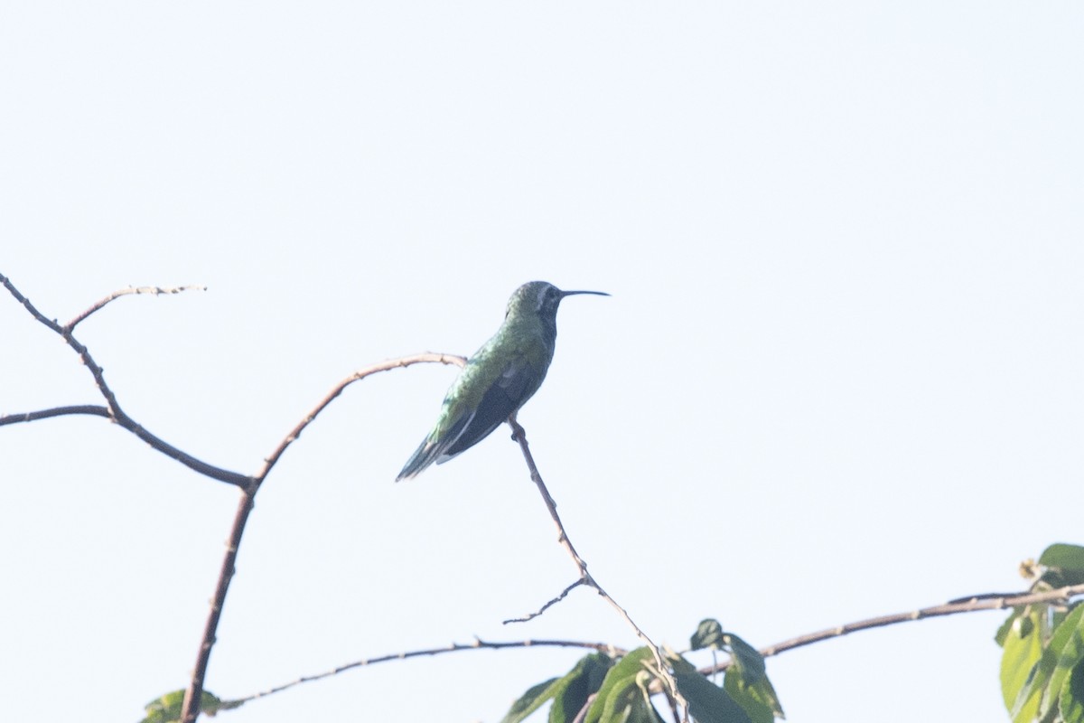 White-tailed Goldenthroat - ML644055525
