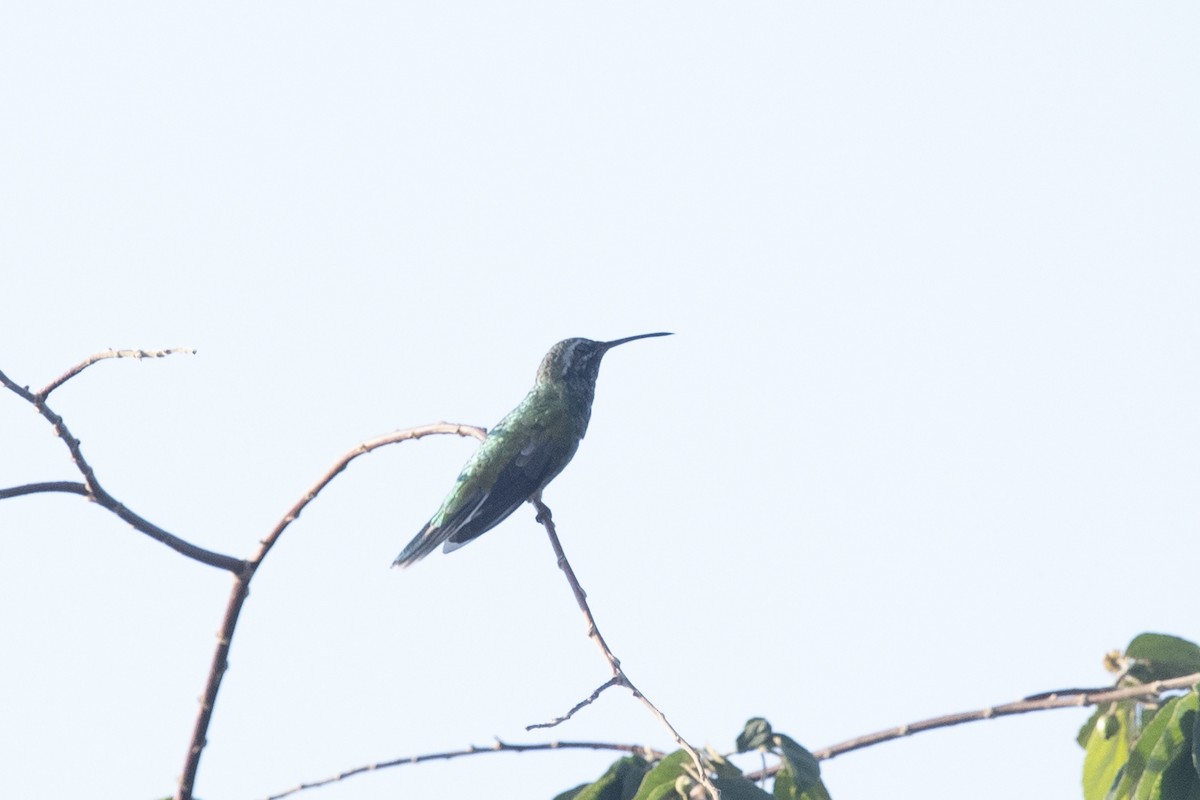 White-tailed Goldenthroat - ML644055526