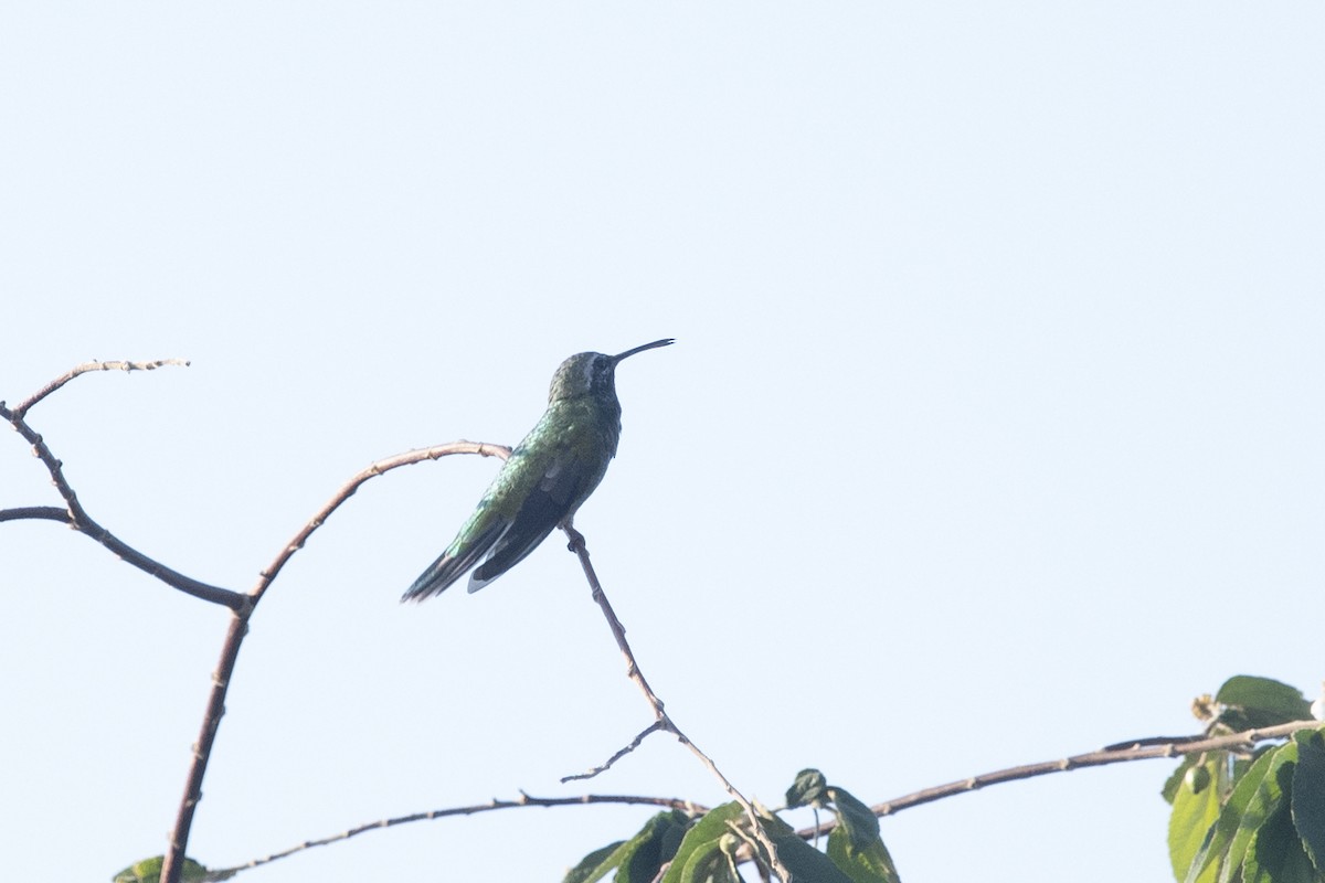 White-tailed Goldenthroat - ML644055527