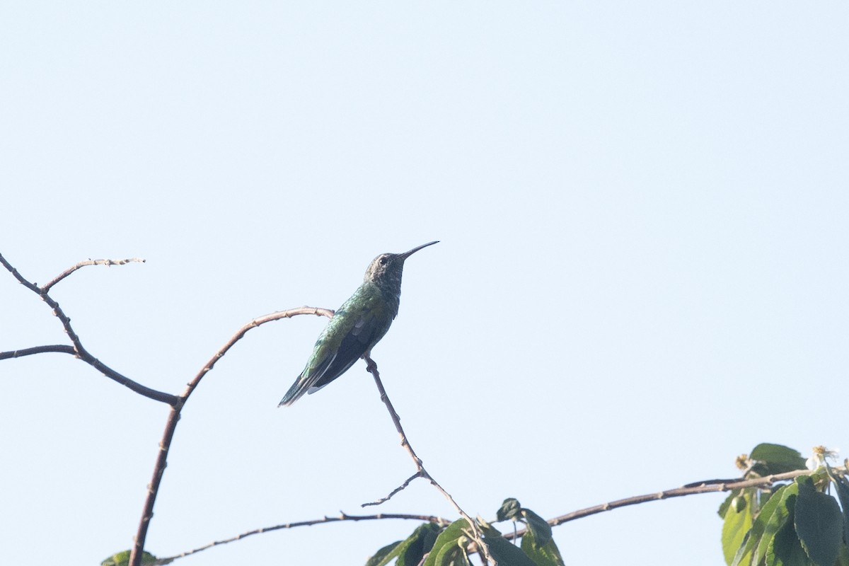 White-tailed Goldenthroat - ML644055528