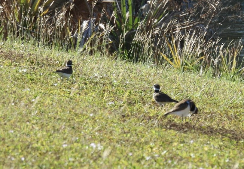 Killdeer - ML644055538