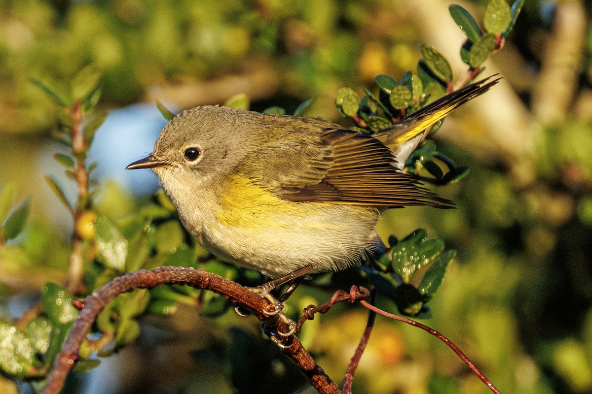 American Redstart - ML644055558