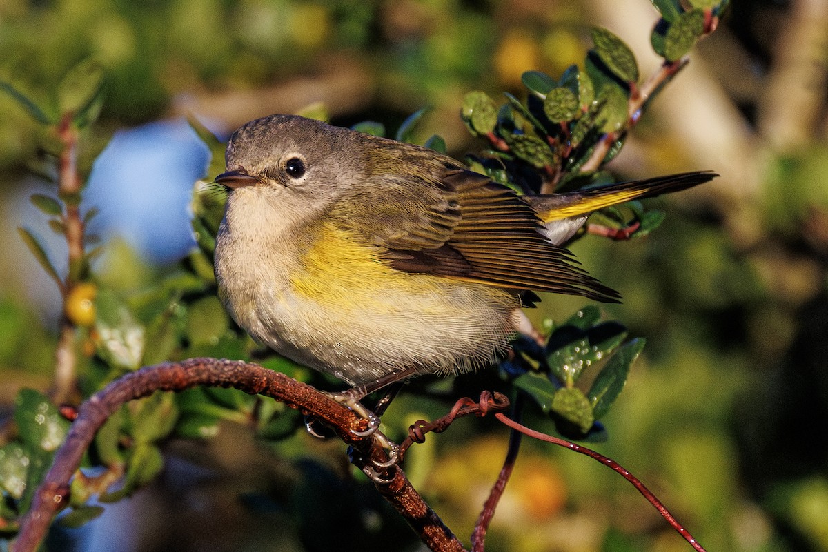 American Redstart - ML644055559