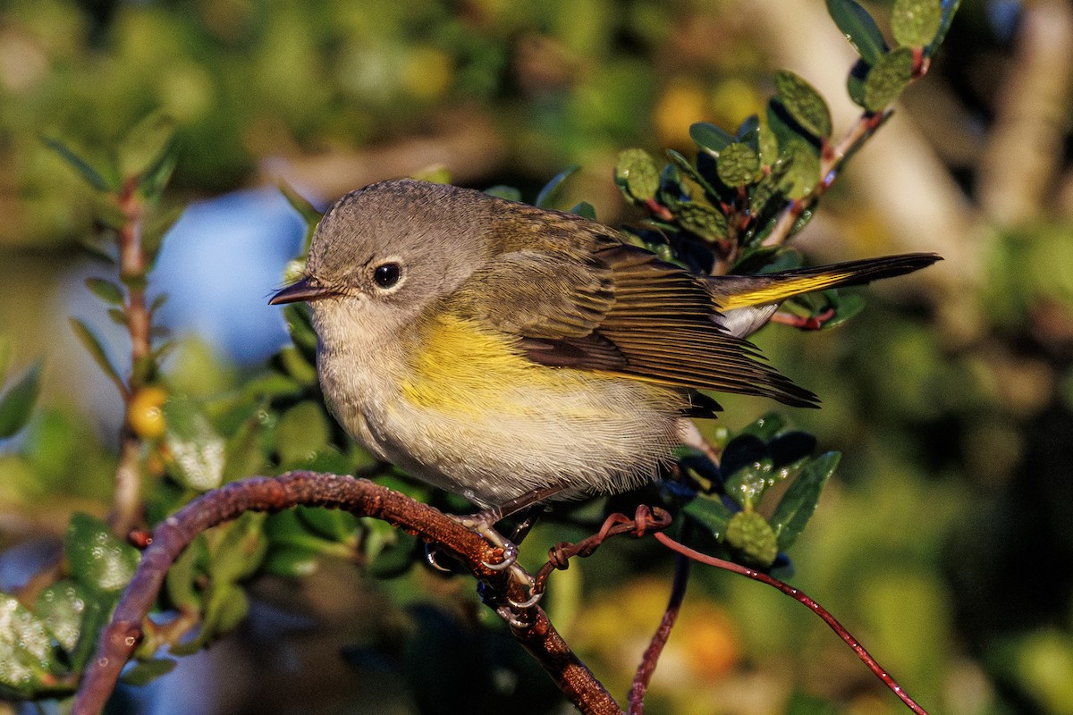 American Redstart - ML644055560