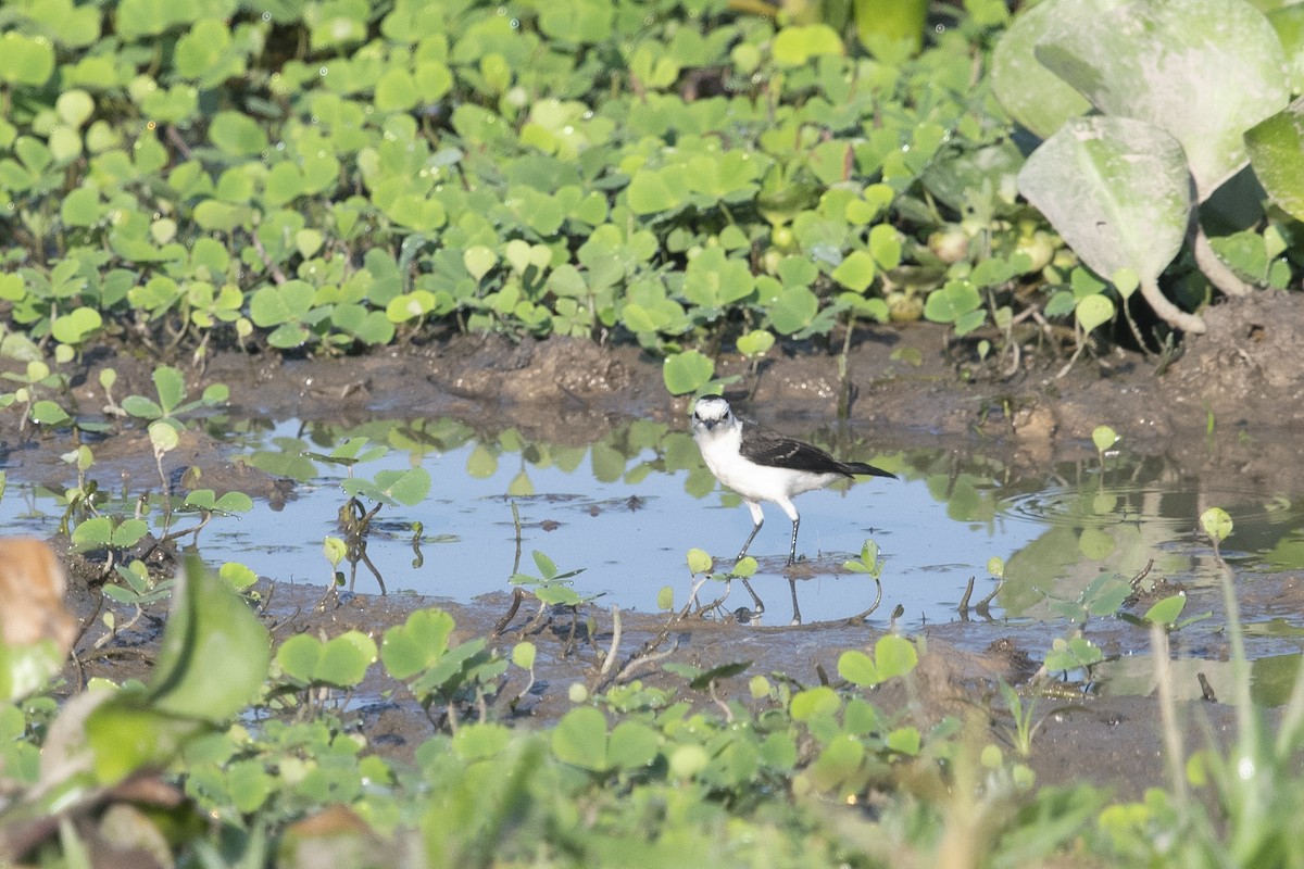 Черноспинный мухолов - ML644055562