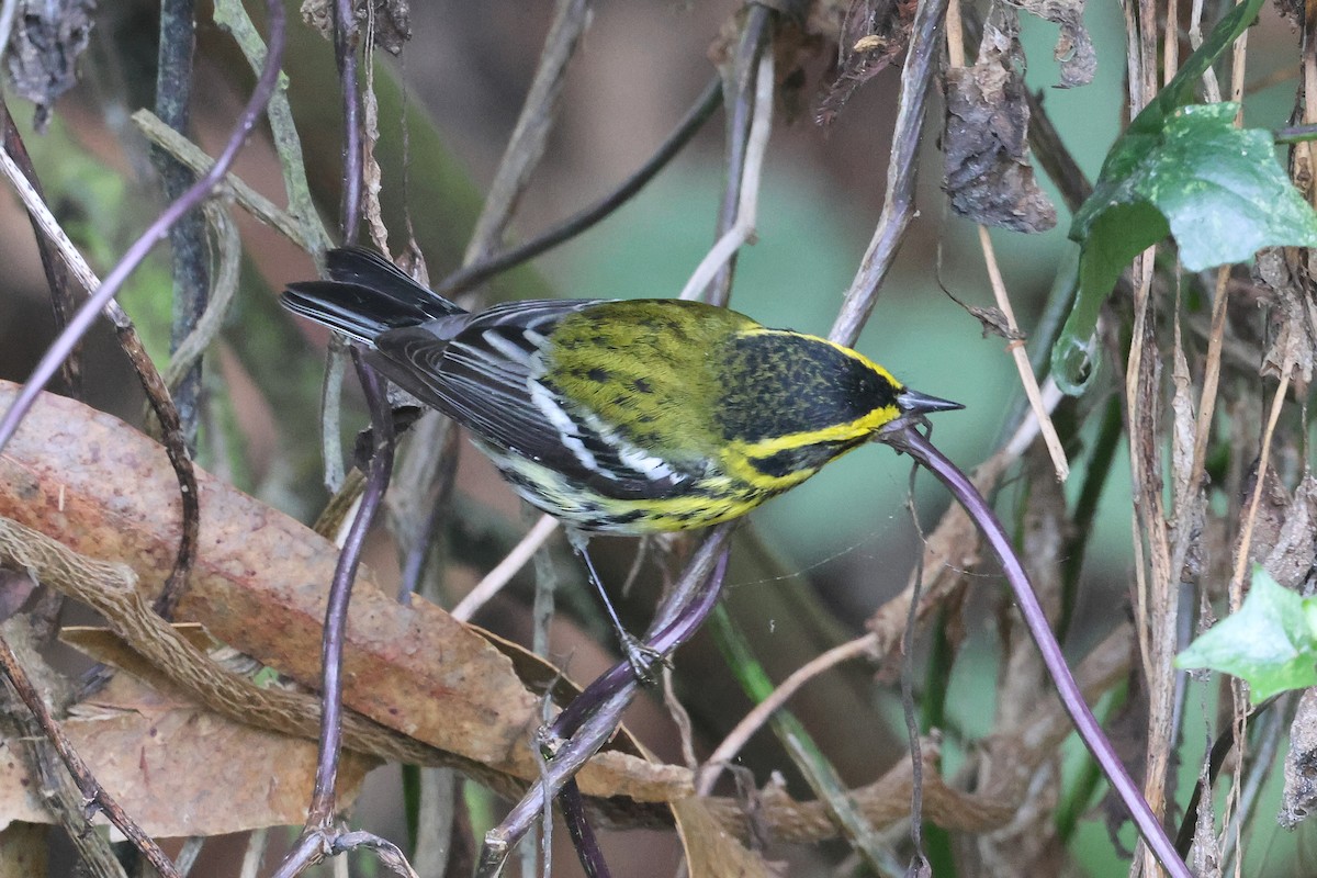Townsend's Warbler - ML644055567