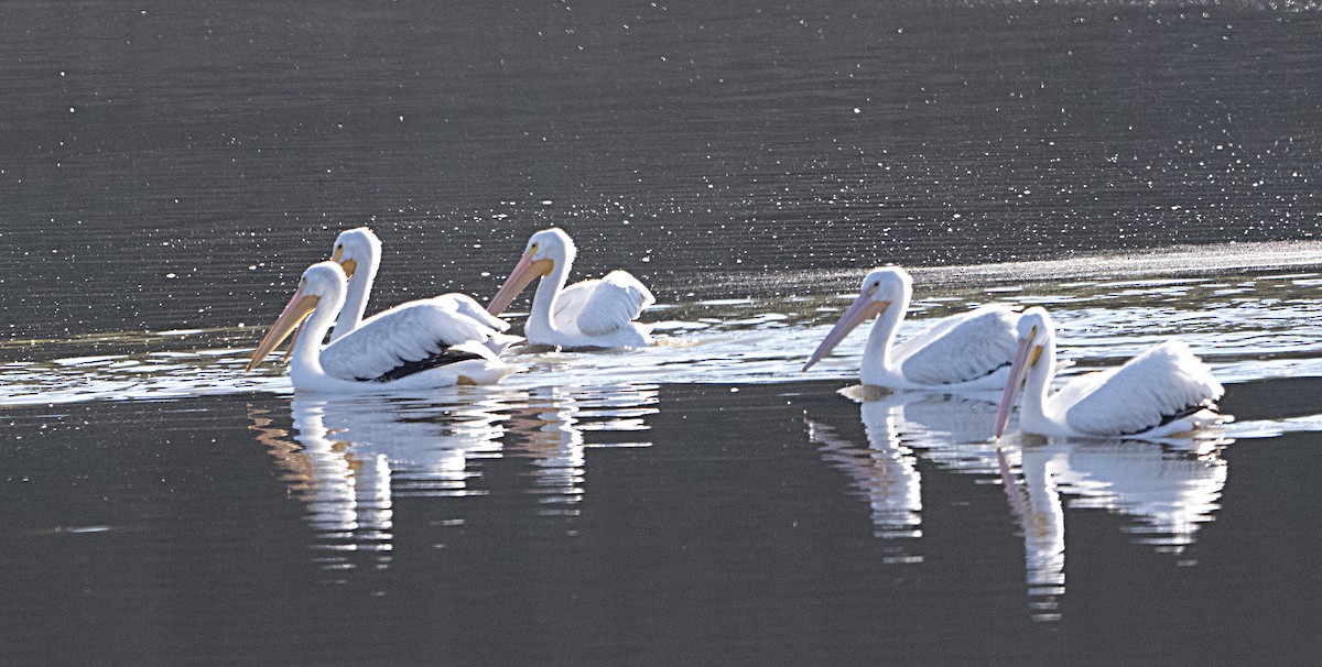 American White Pelican - ML644055607