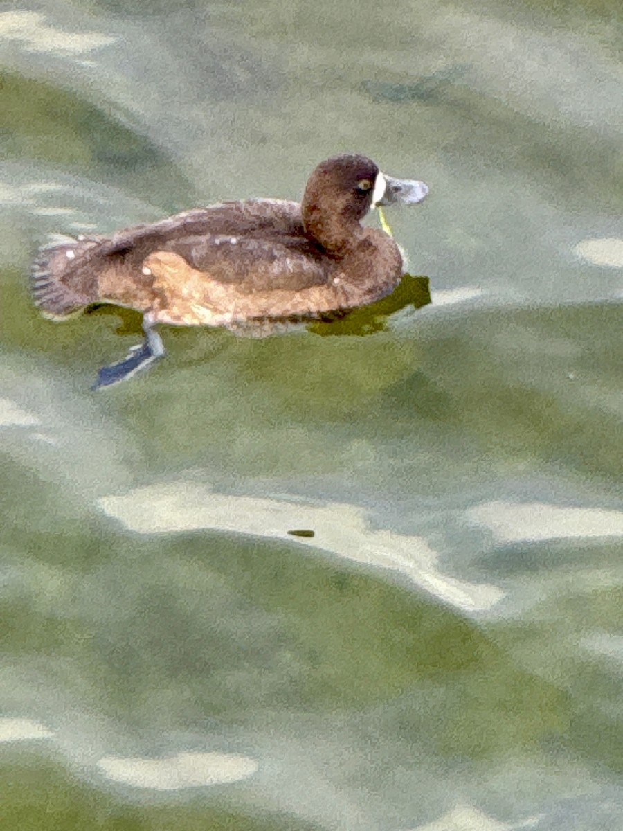 Lesser Scaup - ML644055612