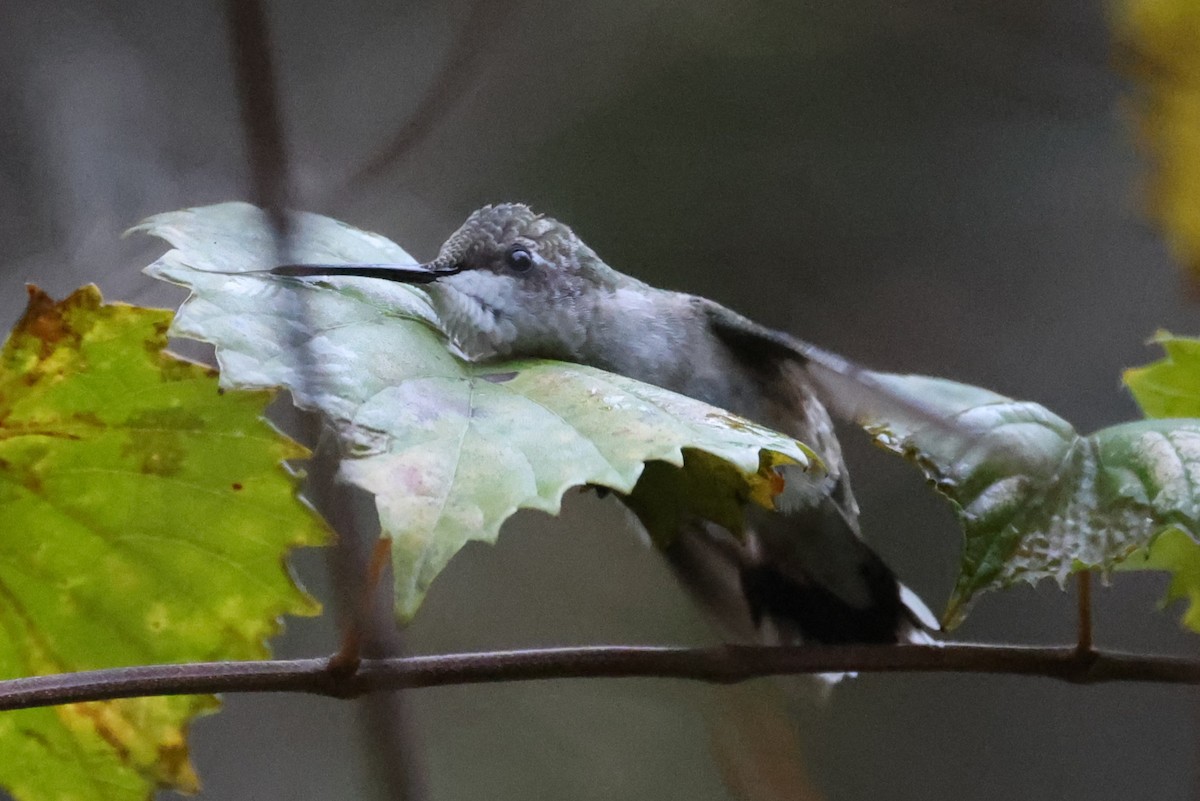 Ruby-throated Hummingbird - ML644055613