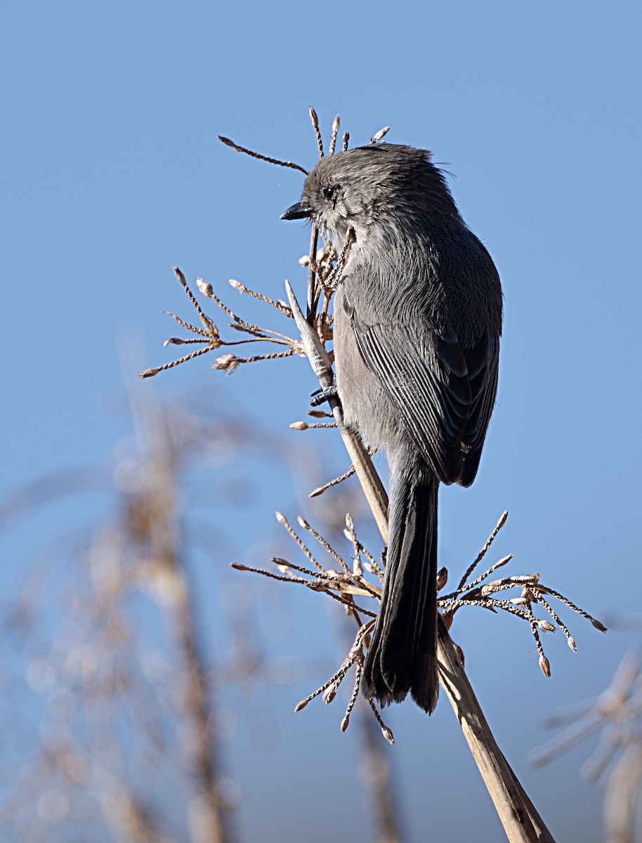 Bushtit - ML644055614