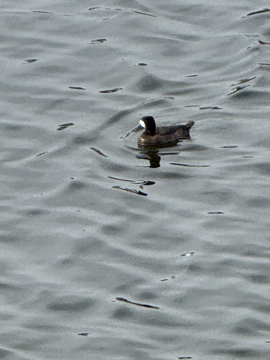 Lesser Scaup - ML644055625