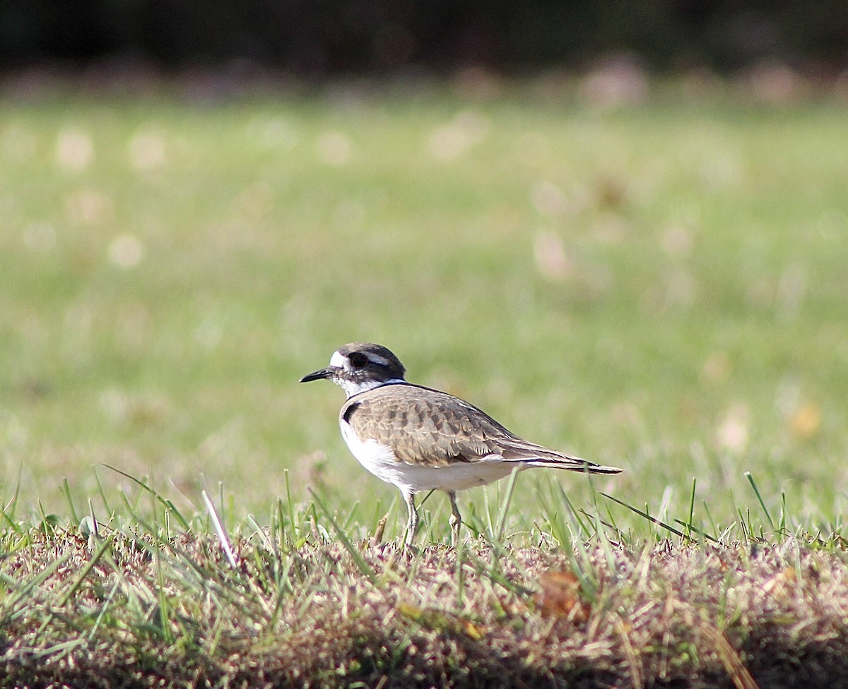 Killdeer - ML644055630