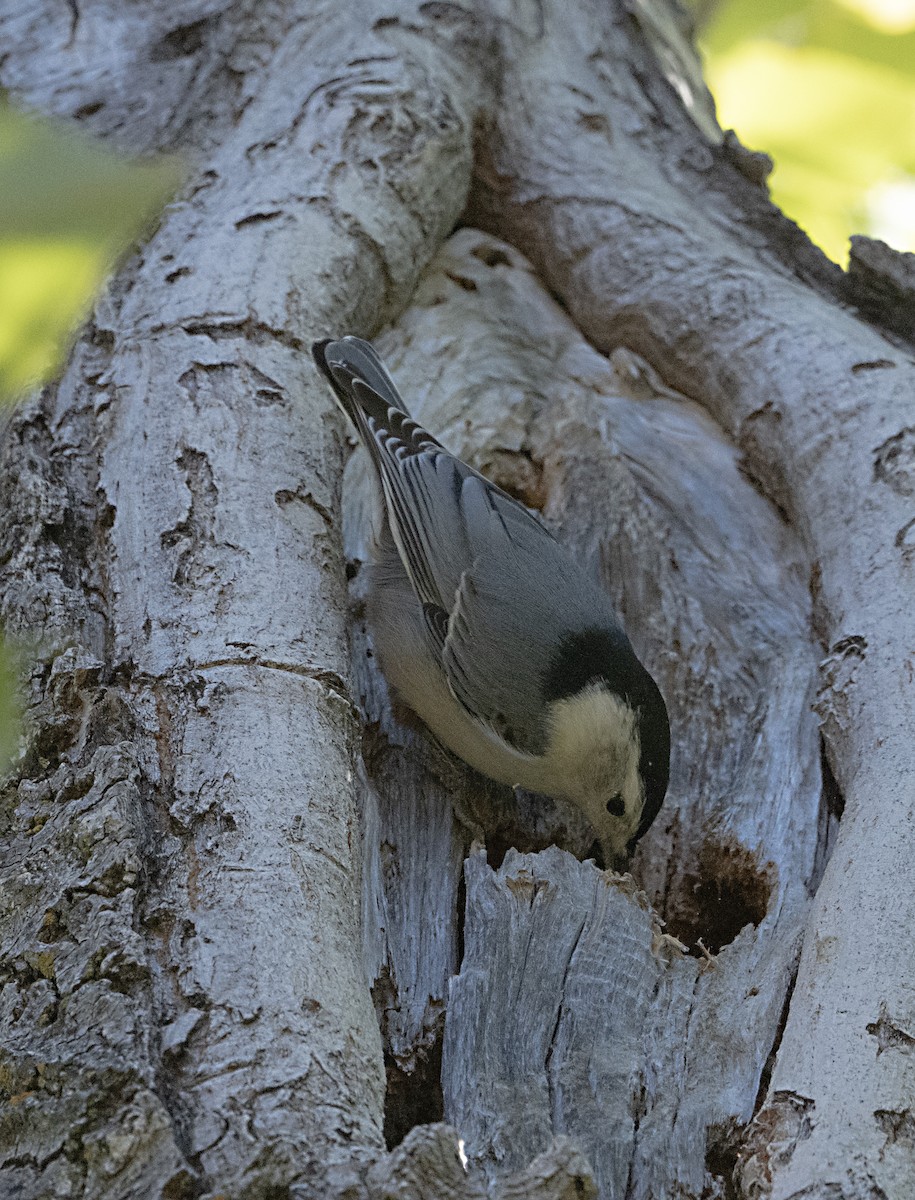 White-breasted Nuthatch - ML644055634