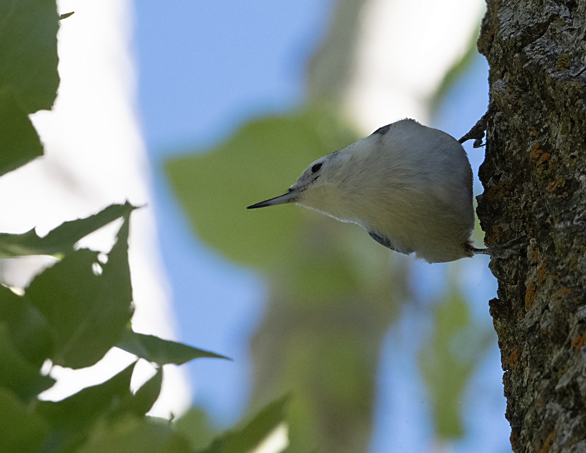 White-breasted Nuthatch - ML644055635