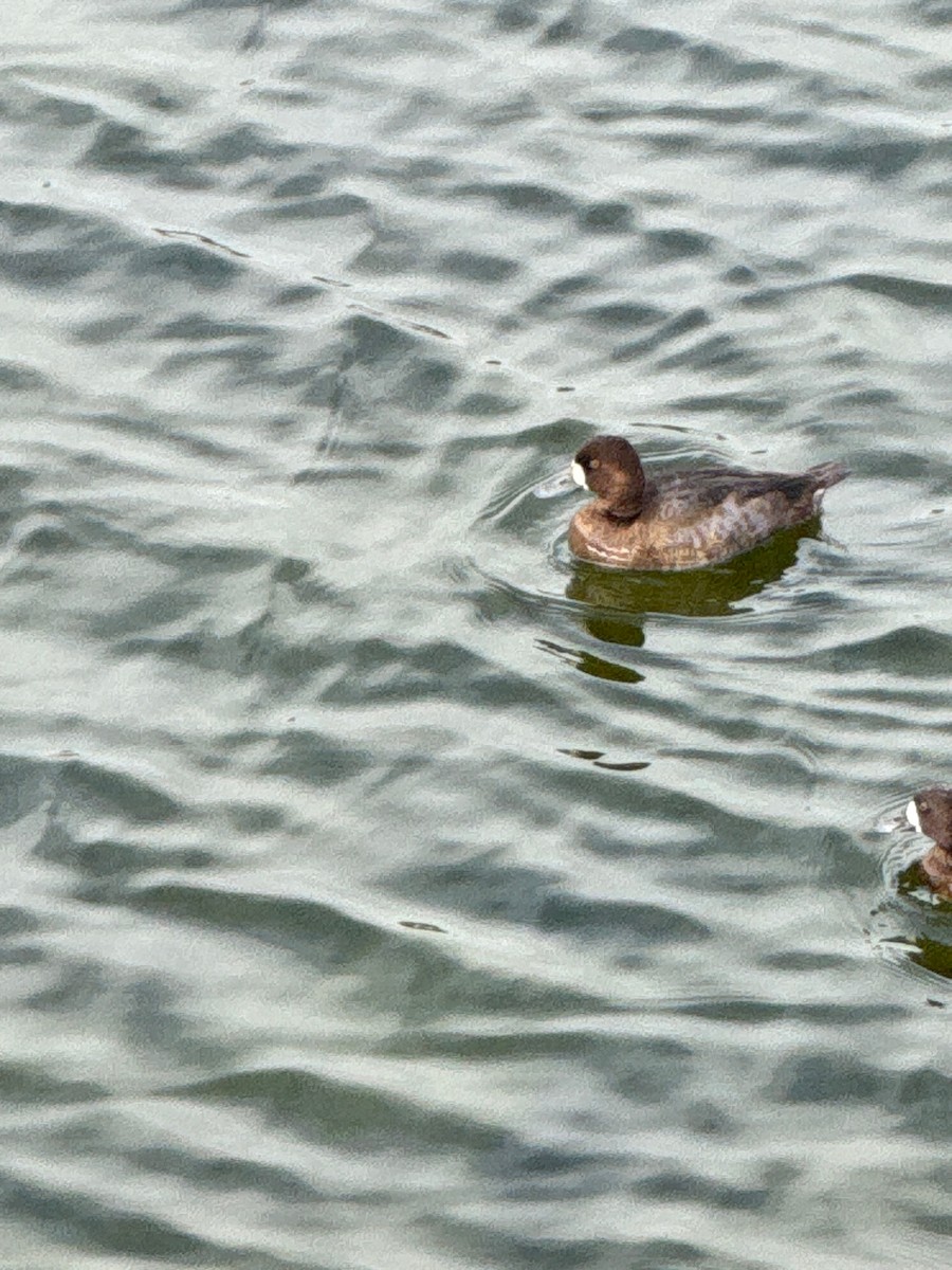 Lesser Scaup - ML644055639