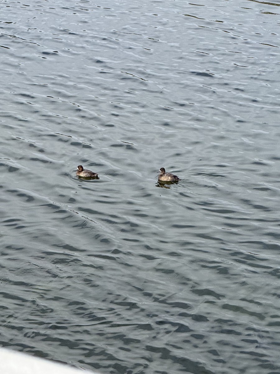 Lesser Scaup - ML644055647