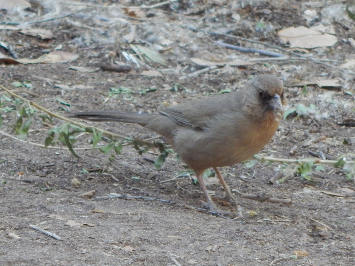 Abert's Towhee - ML644055652