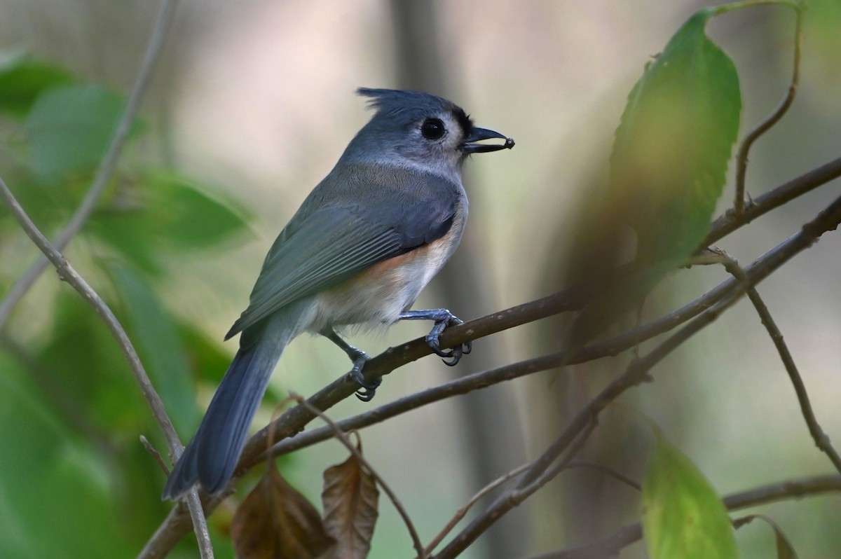 Tufted Titmouse - ML644055655