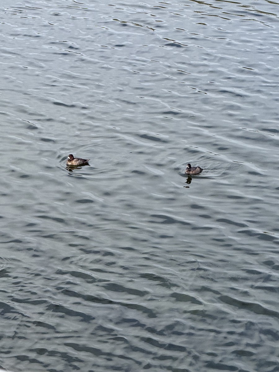 Lesser Scaup - ML644055656