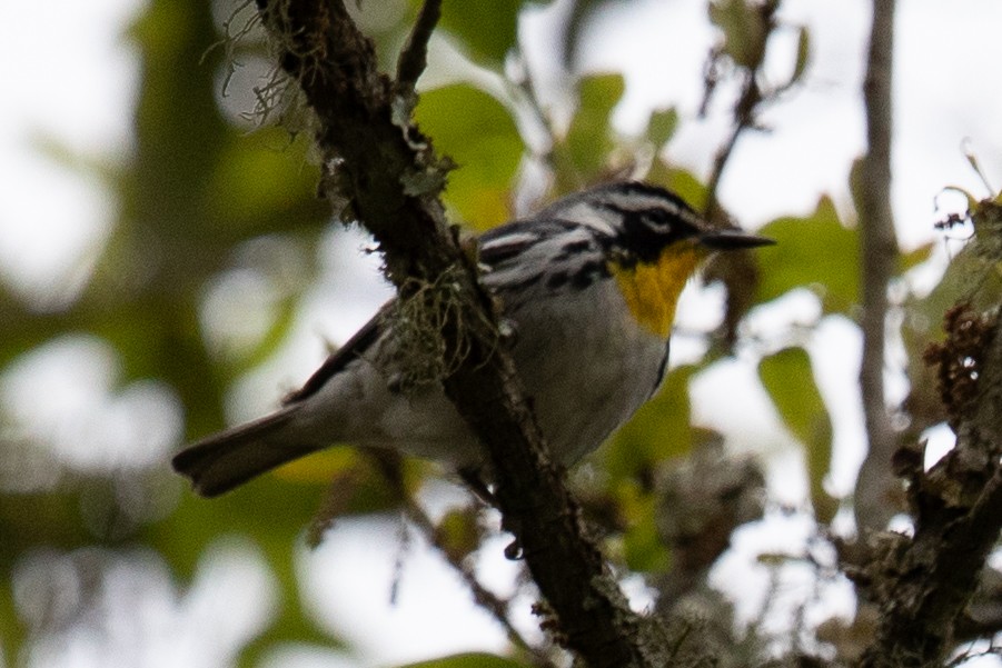 gulstrupeparula - ML644055662