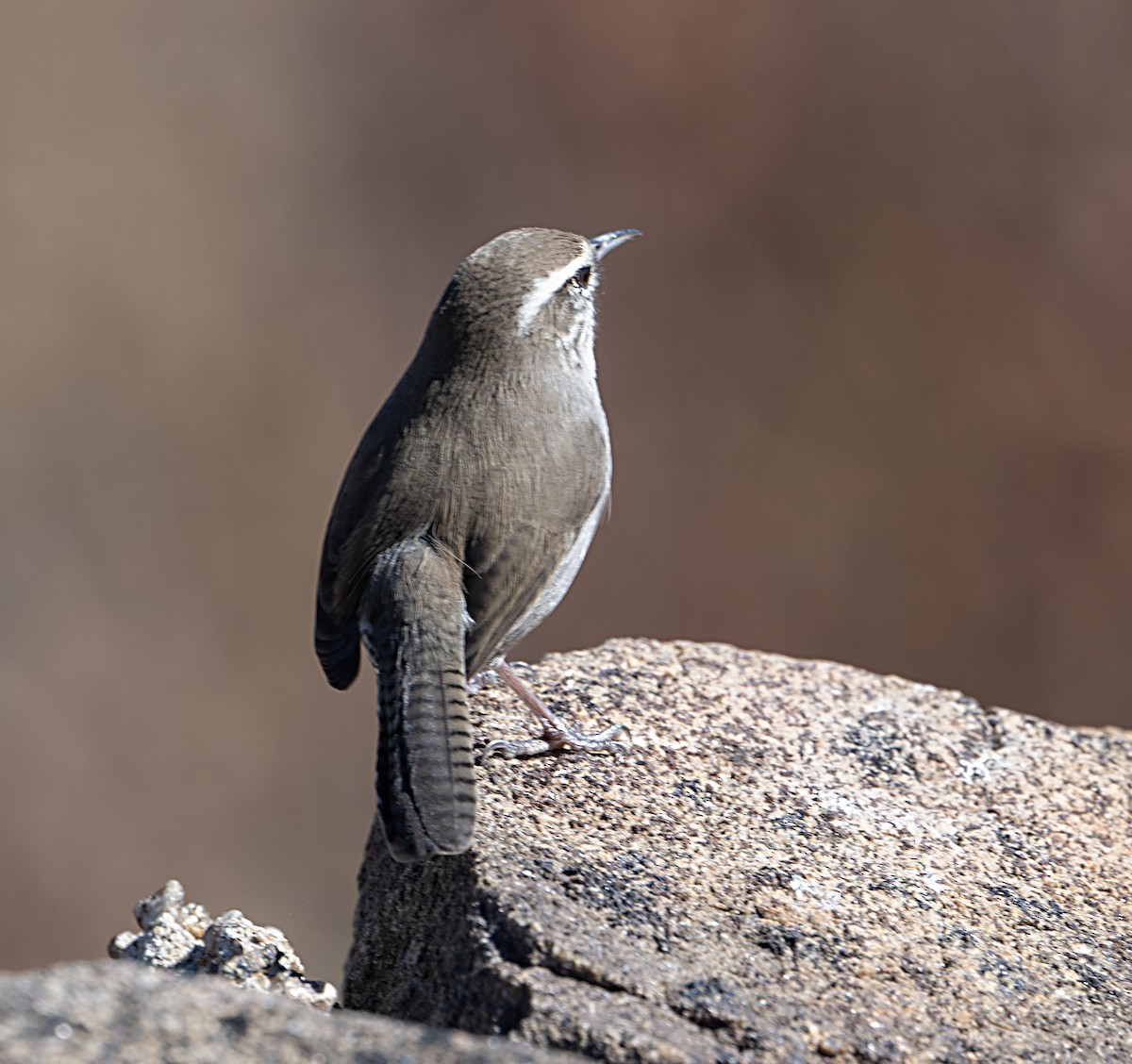Bewick's Wren - ML644055663