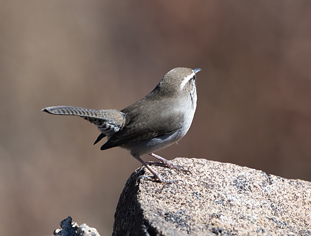 Bewick's Wren - ML644055664