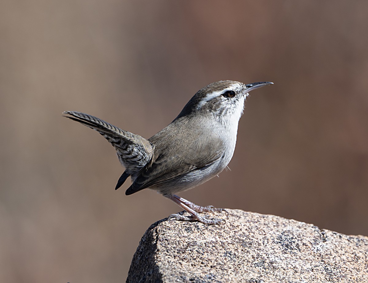 Bewick's Wren - ML644055665