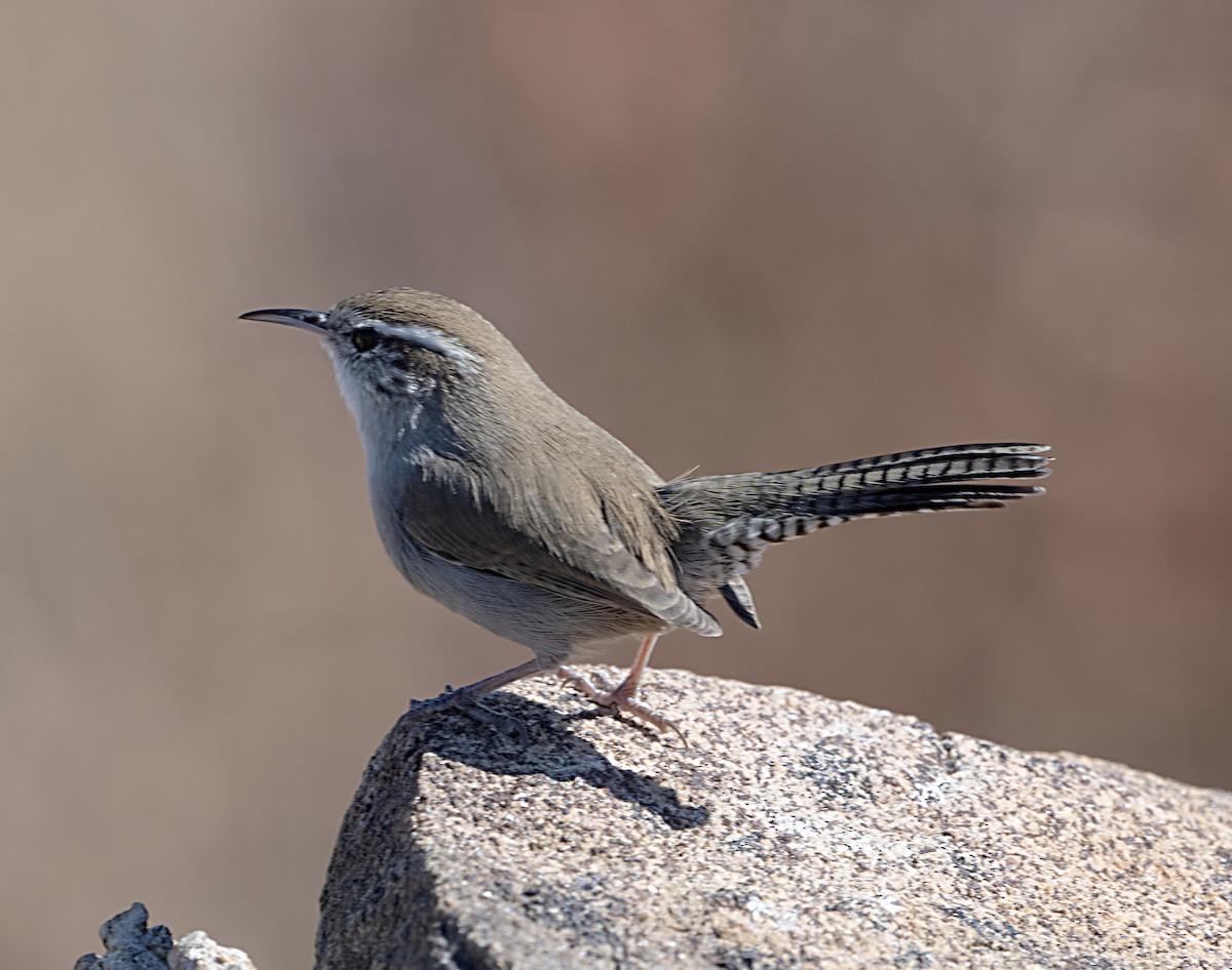 Bewick's Wren - ML644055666