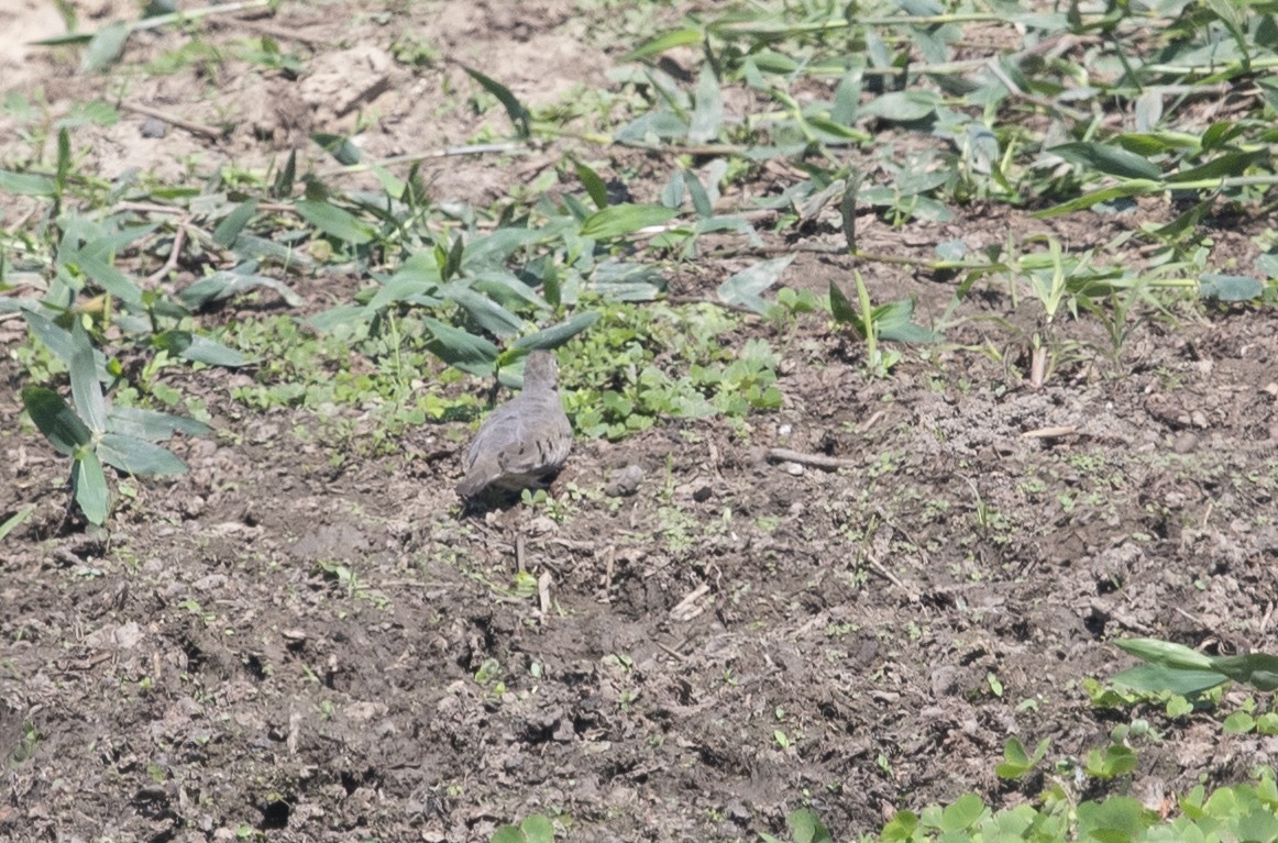 Zwergtäubchen - ML644055681