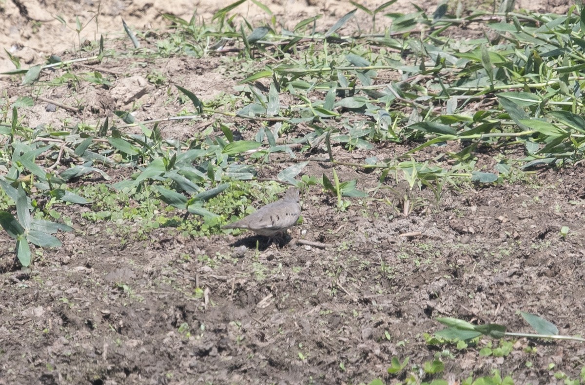 Zwergtäubchen - ML644055682