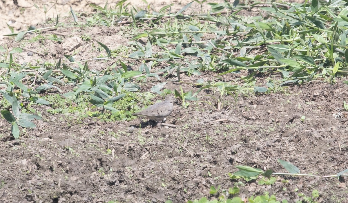 Zwergtäubchen - ML644055683