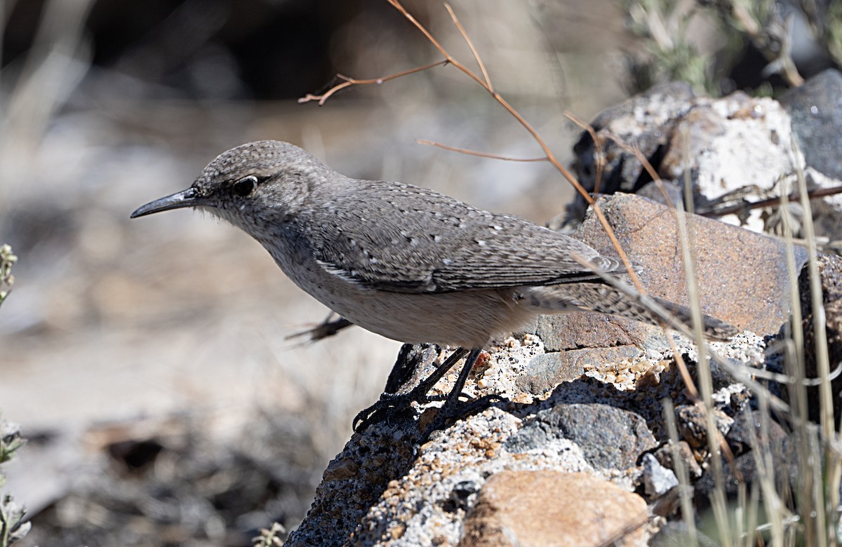 Rock Wren - ML644055686