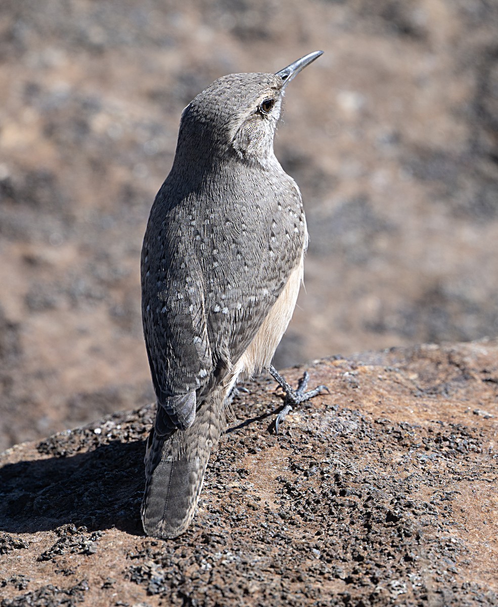 Rock Wren - ML644055687