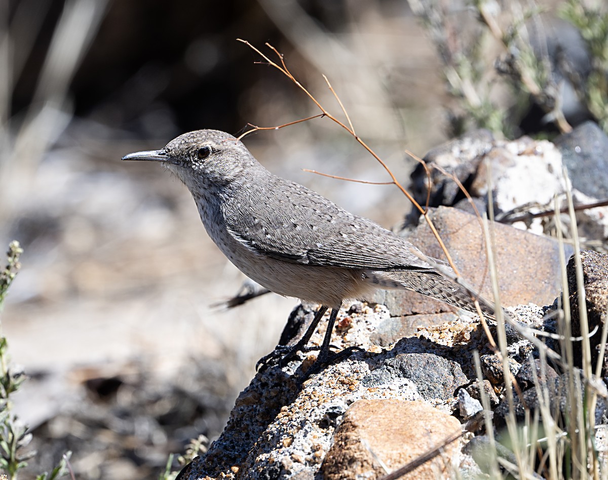 Rock Wren - ML644055688