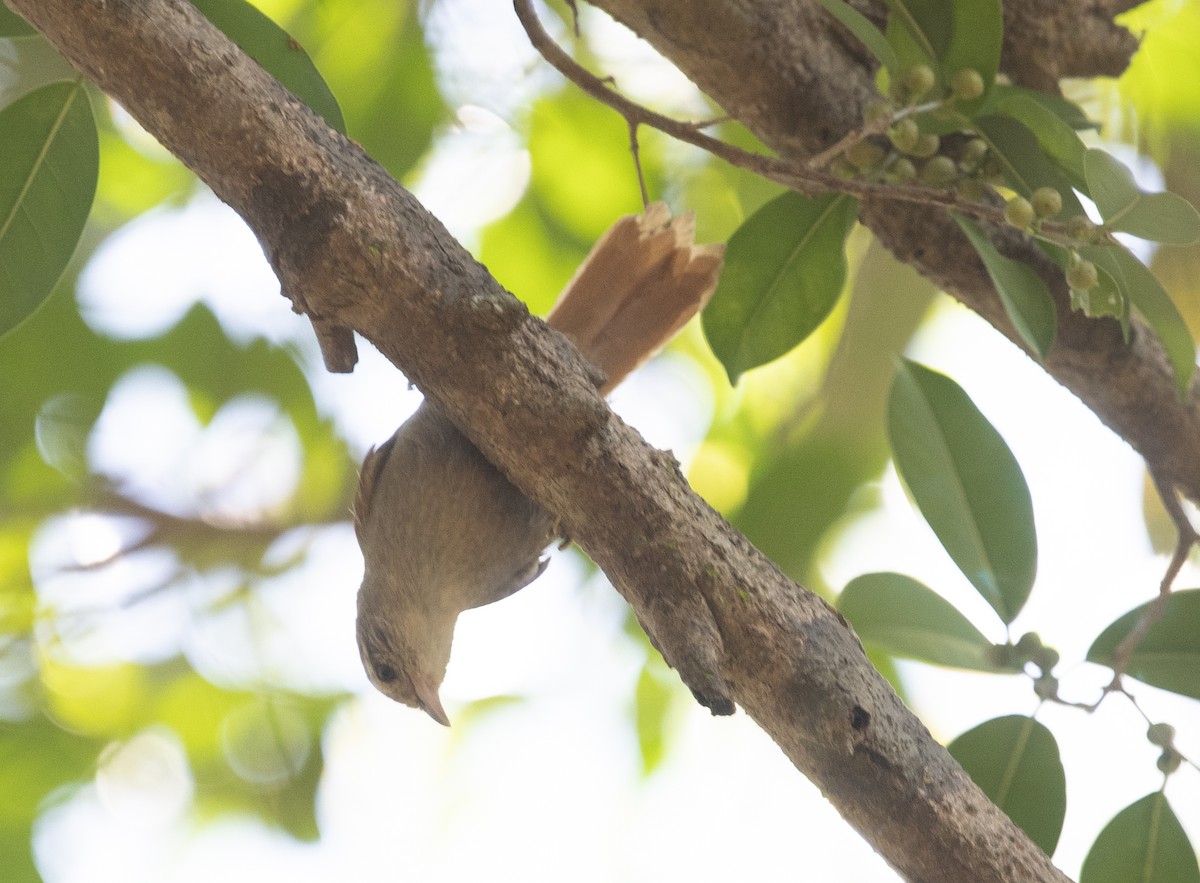 Rusty-backed Spinetail - ML644055706
