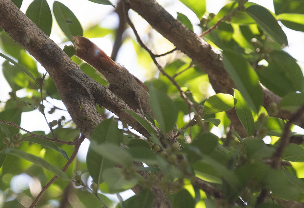Rusty-backed Spinetail - ML644055707