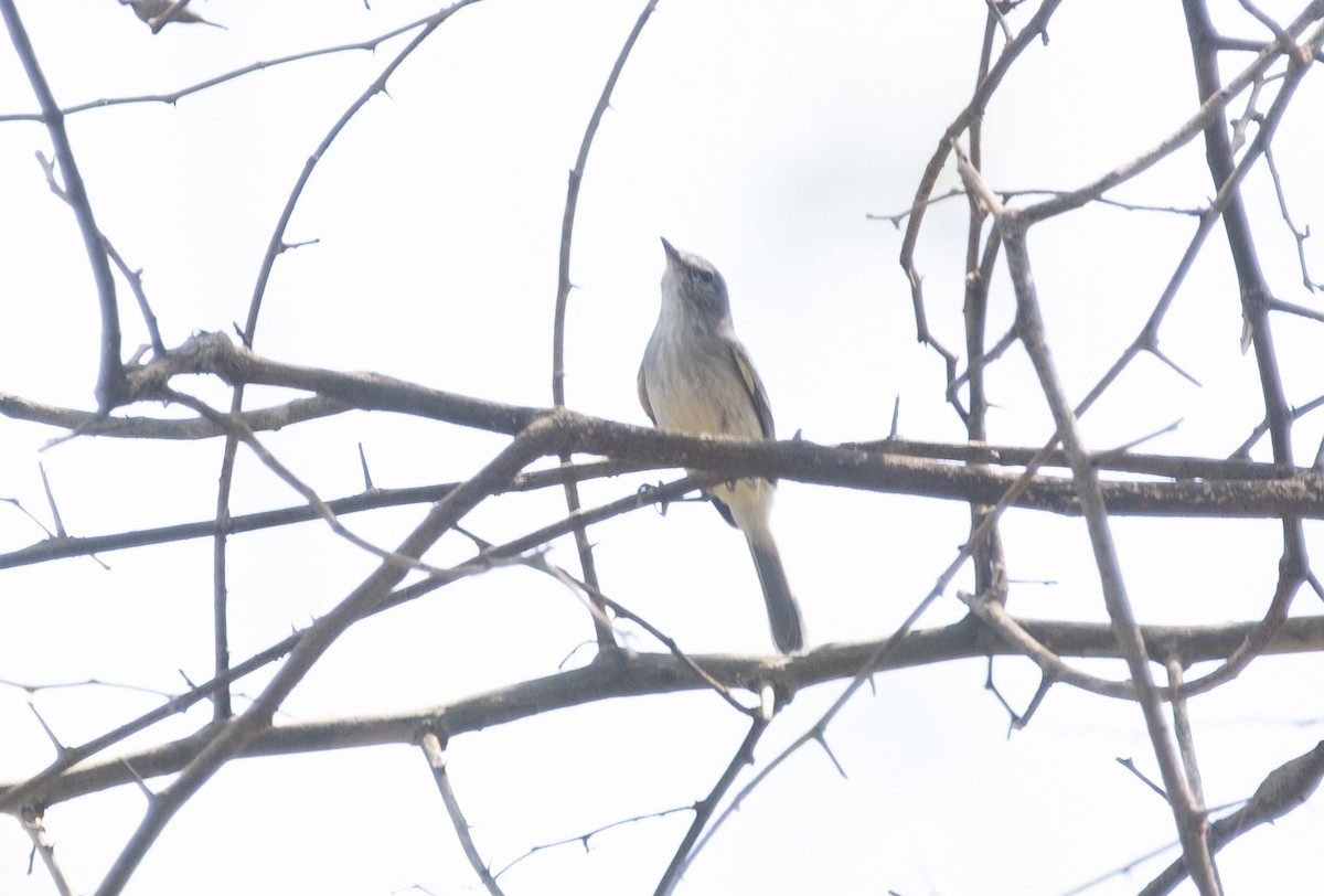 Plain Tyrannulet - ML644055718