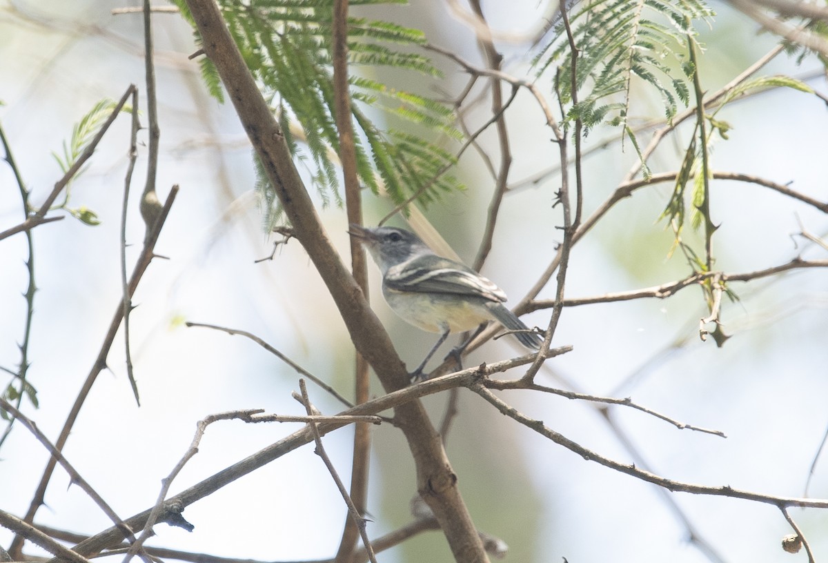 Plain Tyrannulet - ML644055719