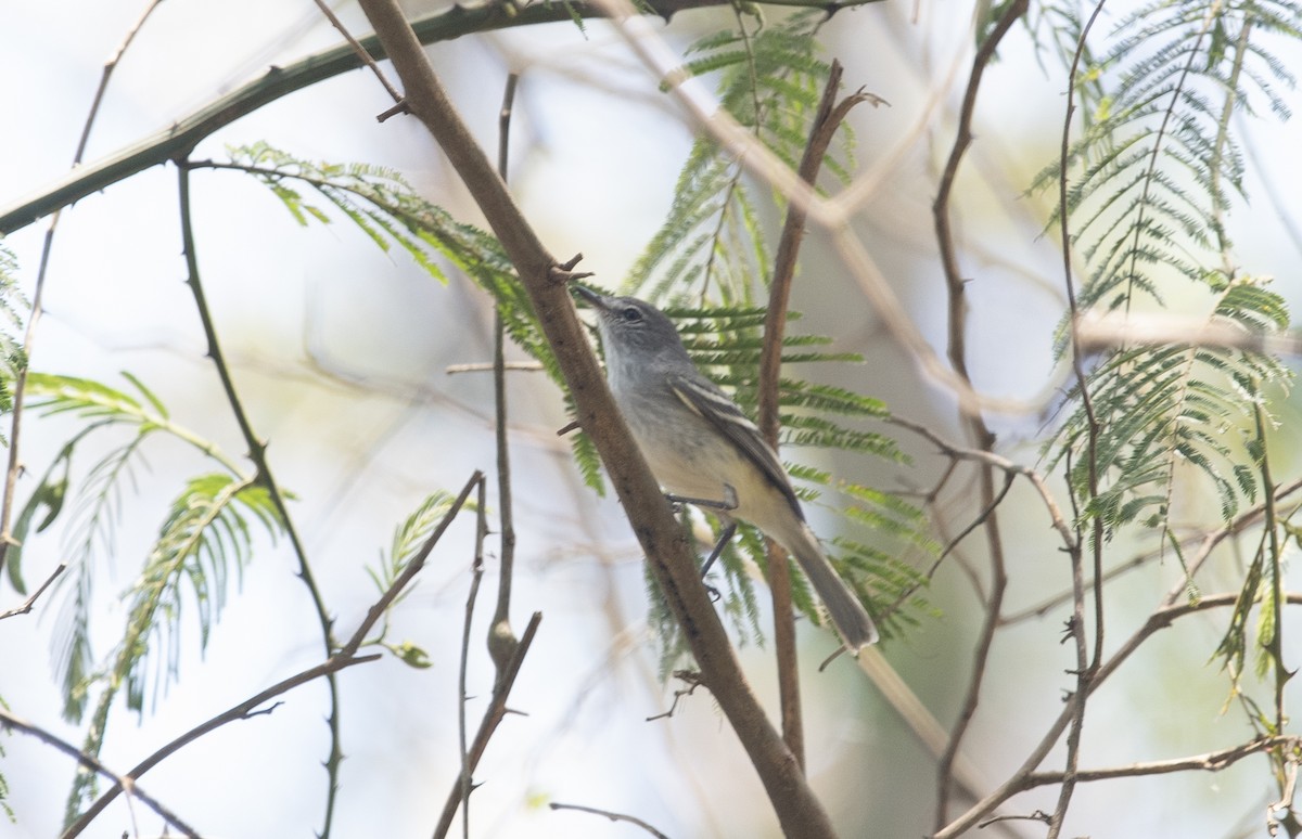 Plain Tyrannulet - ML644055720