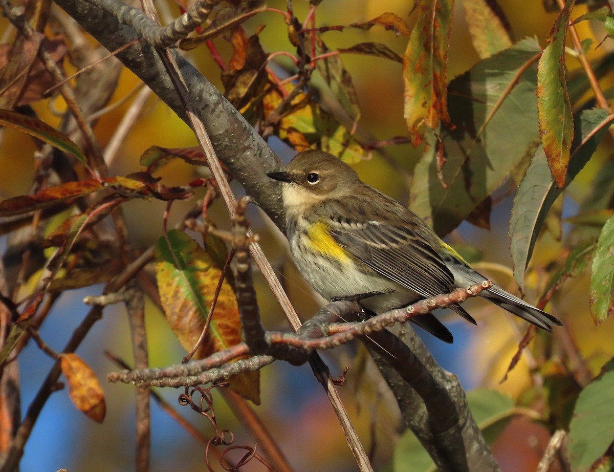 Kronenwaldsänger - ML644055730