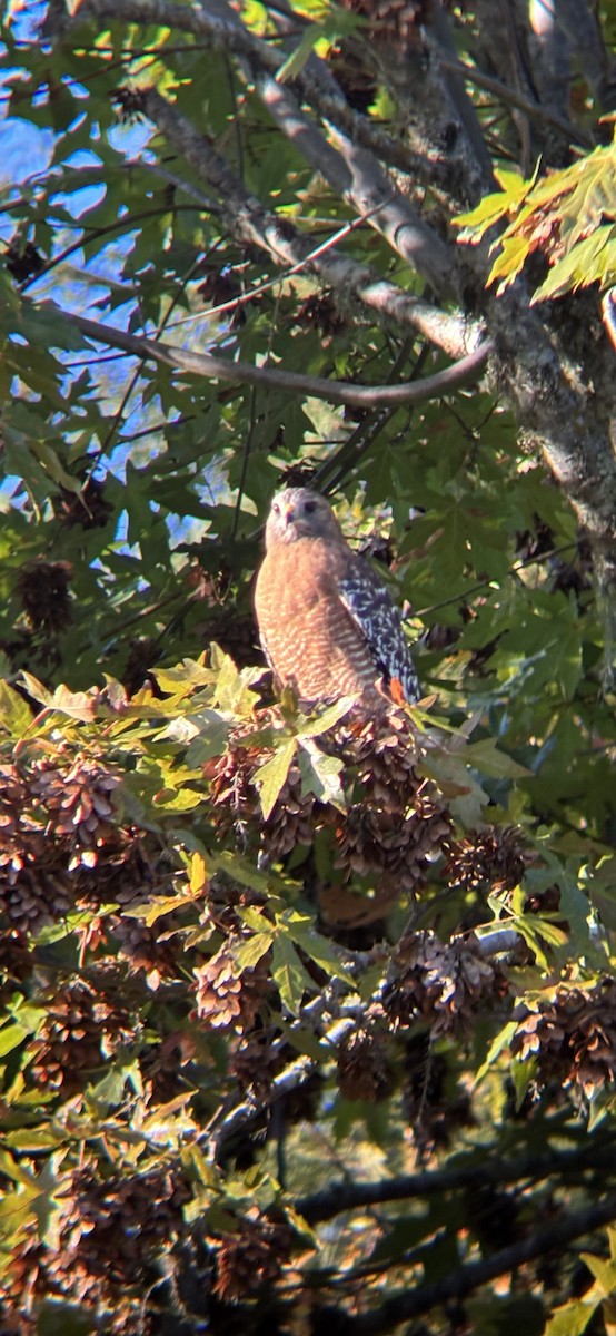Red-shouldered Hawk - ML644055740