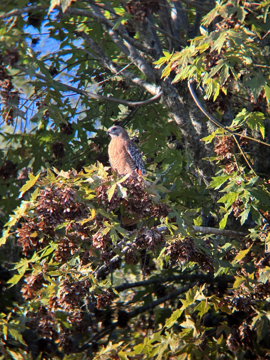 Red-shouldered Hawk - ML644055741