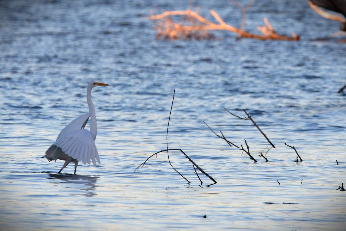 Большая белая цапля - ML644055762