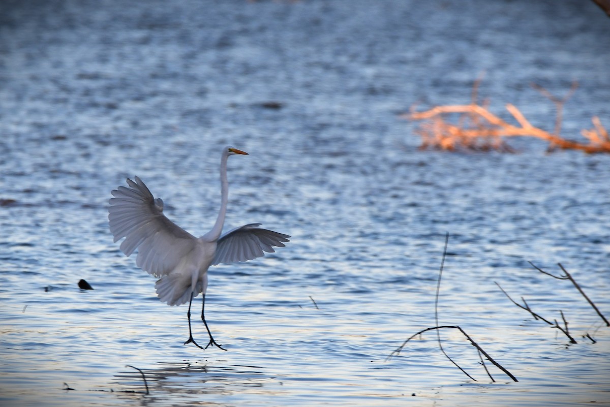 Большая белая цапля - ML644055763